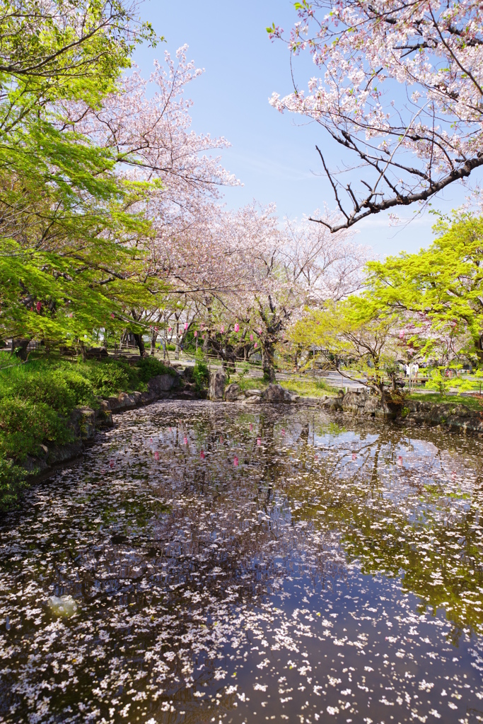 桜