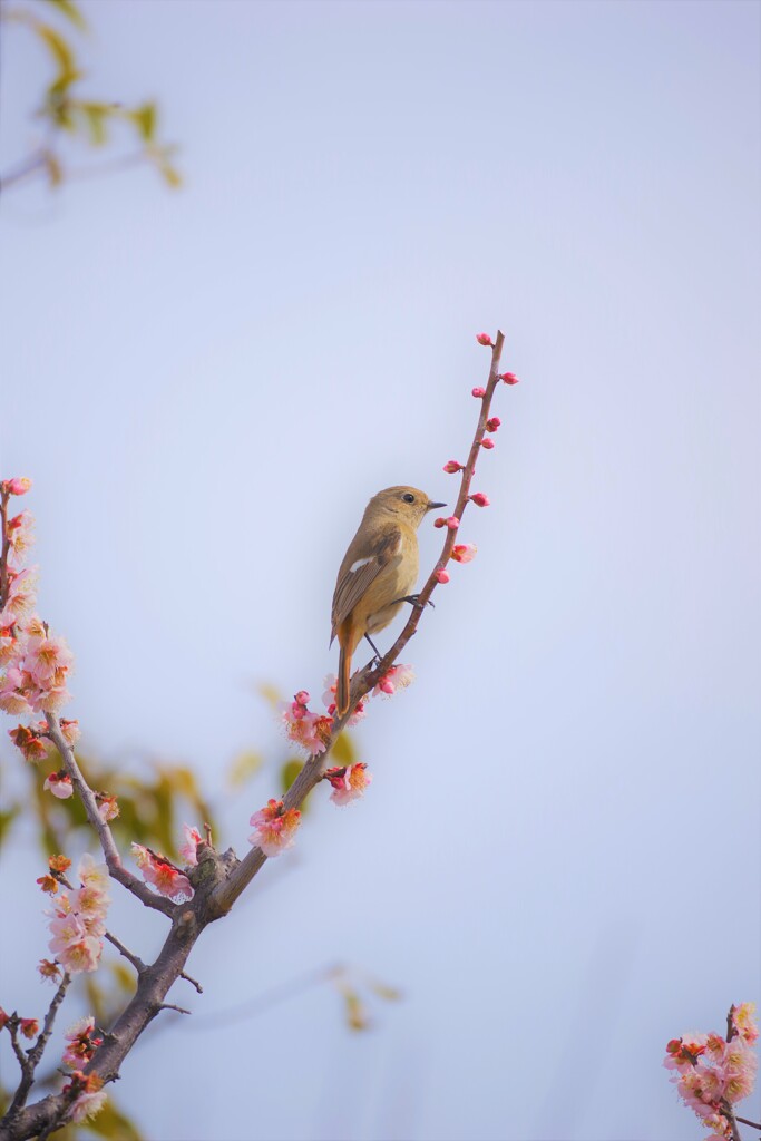 梅と小鳥