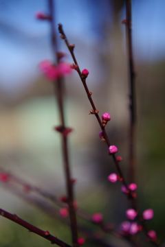 紅梅