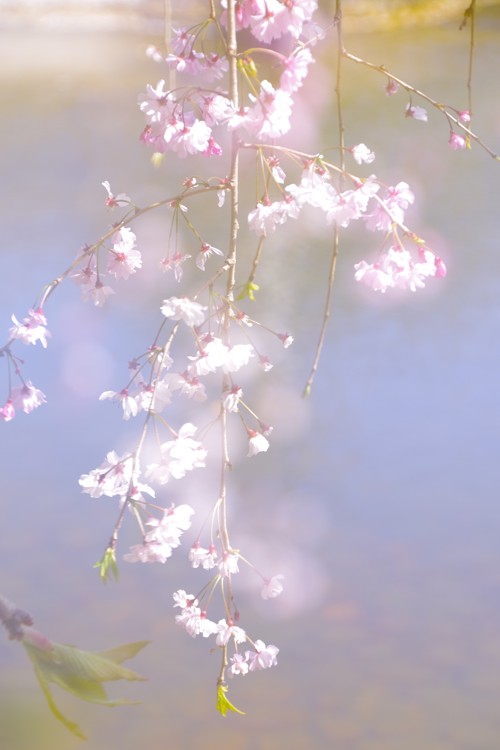 しだれ桜