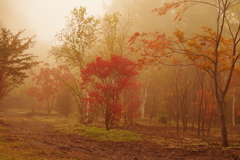 朝もやの紅葉