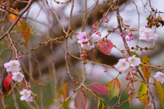 四季桜　秋