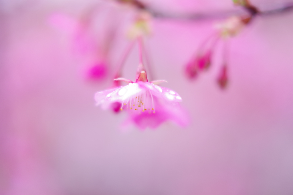 春・・・河津桜