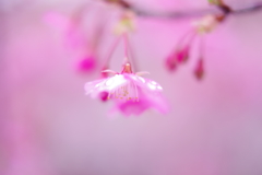春・・・河津桜