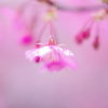 春・・・河津桜