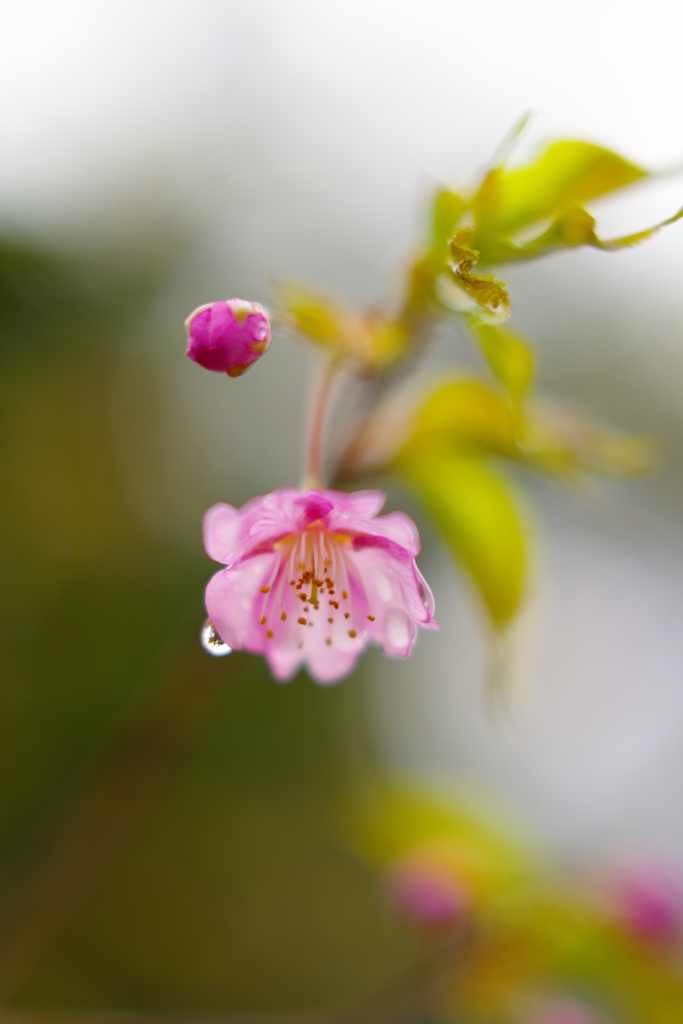 もうすぐ春・・河津桜の咲く頃