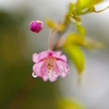 もうすぐ春・・河津桜の咲く頃