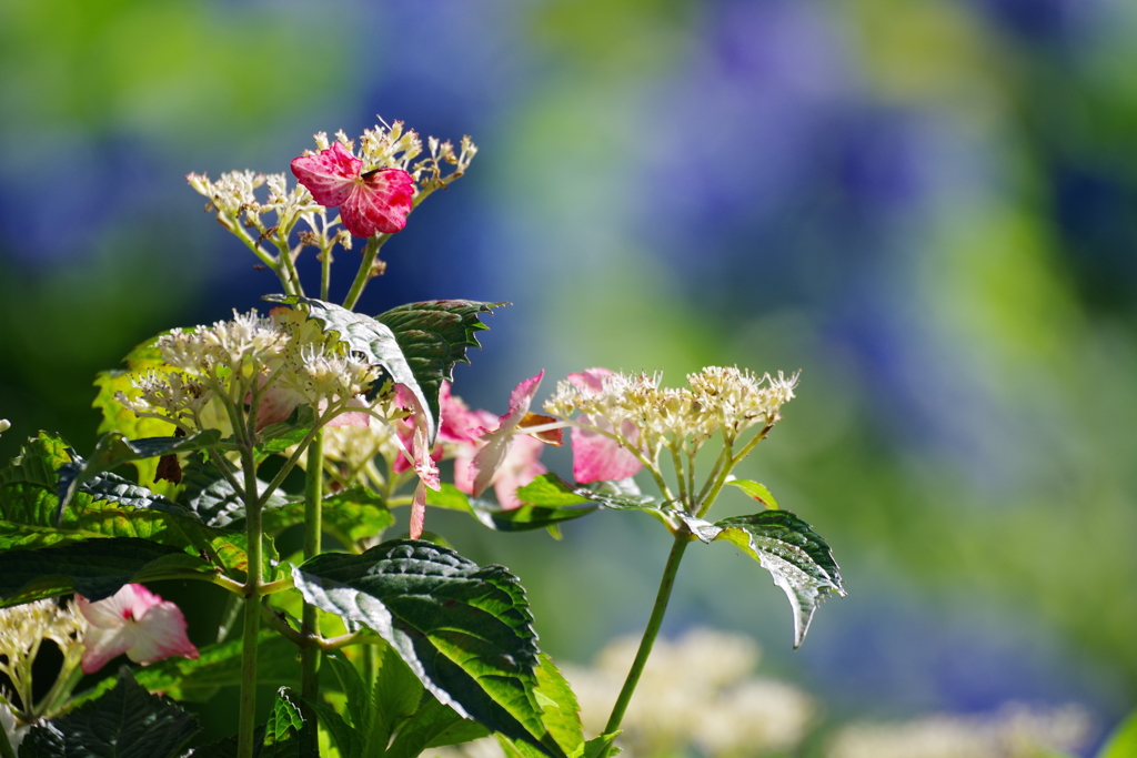 紫陽花　かざはやの里④