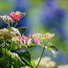 紫陽花　かざはやの里④