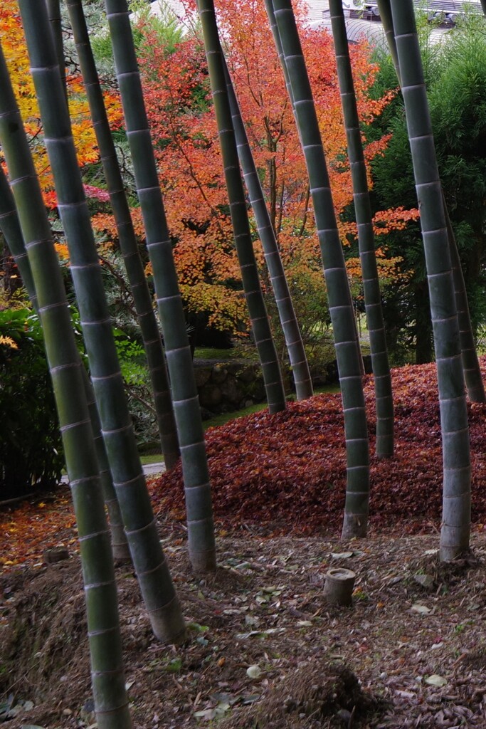 京都