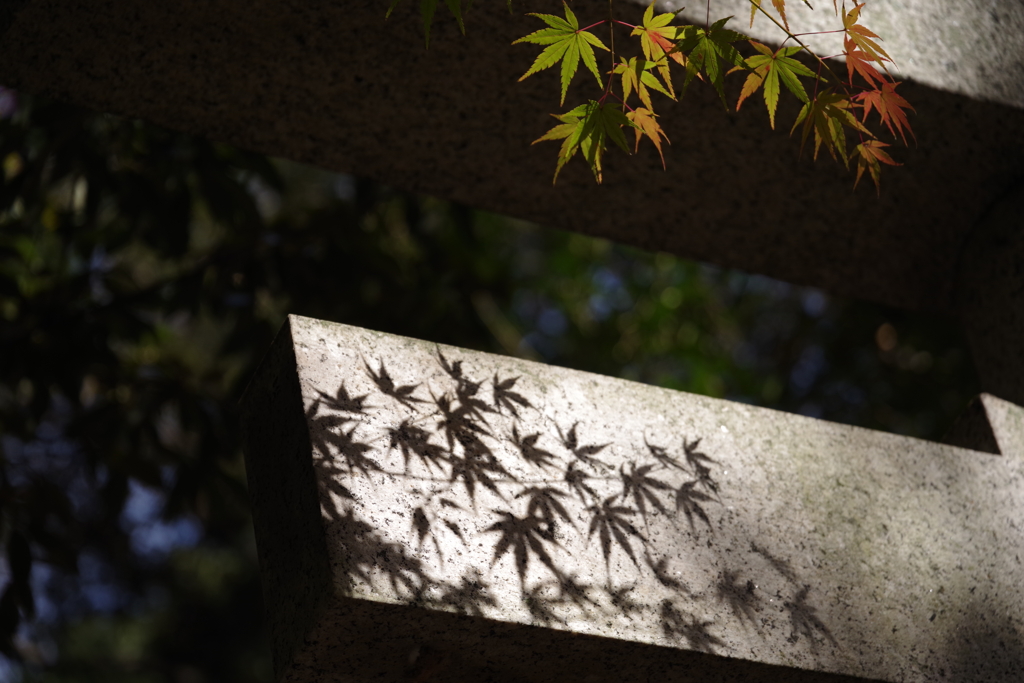 紅葉