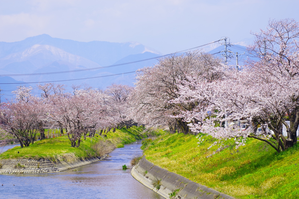 桜並木