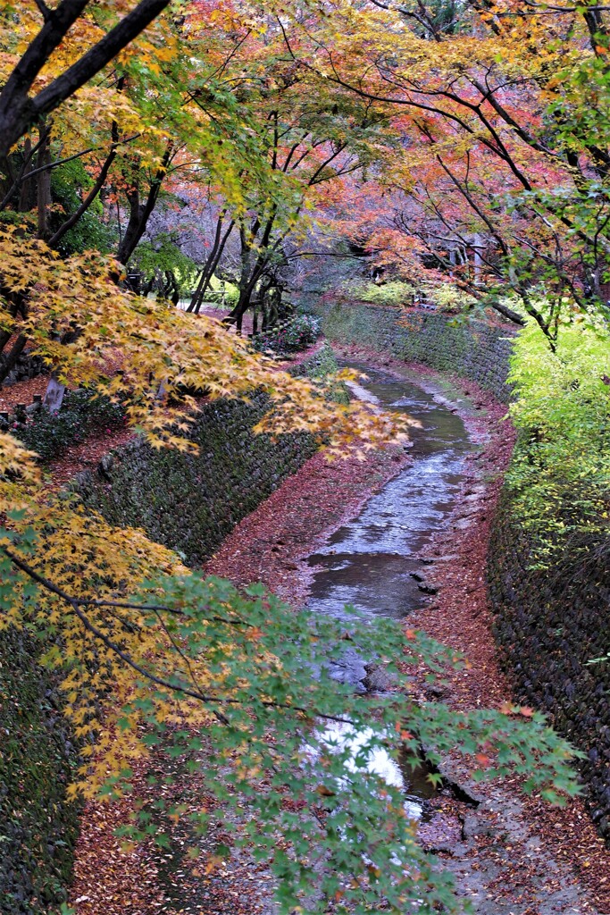 紅葉