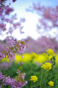 河津桜と菜の花