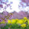 河津桜と菜の花