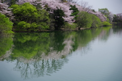 鏡面桜　
