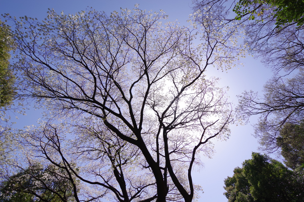 山桜