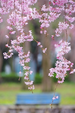 しだれ桜