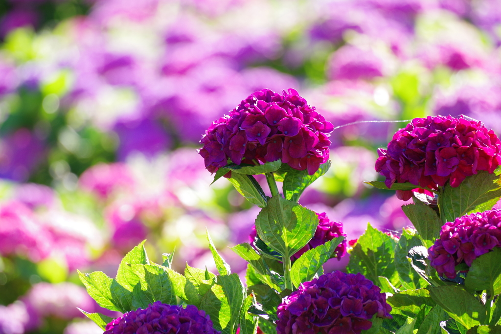 紫陽花　かざはやの里②