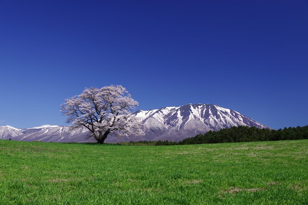 桜　小岩井