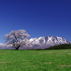 桜　小岩井