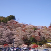 四季桜⑤