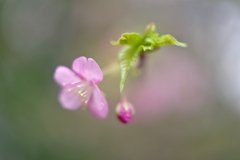 河津桜