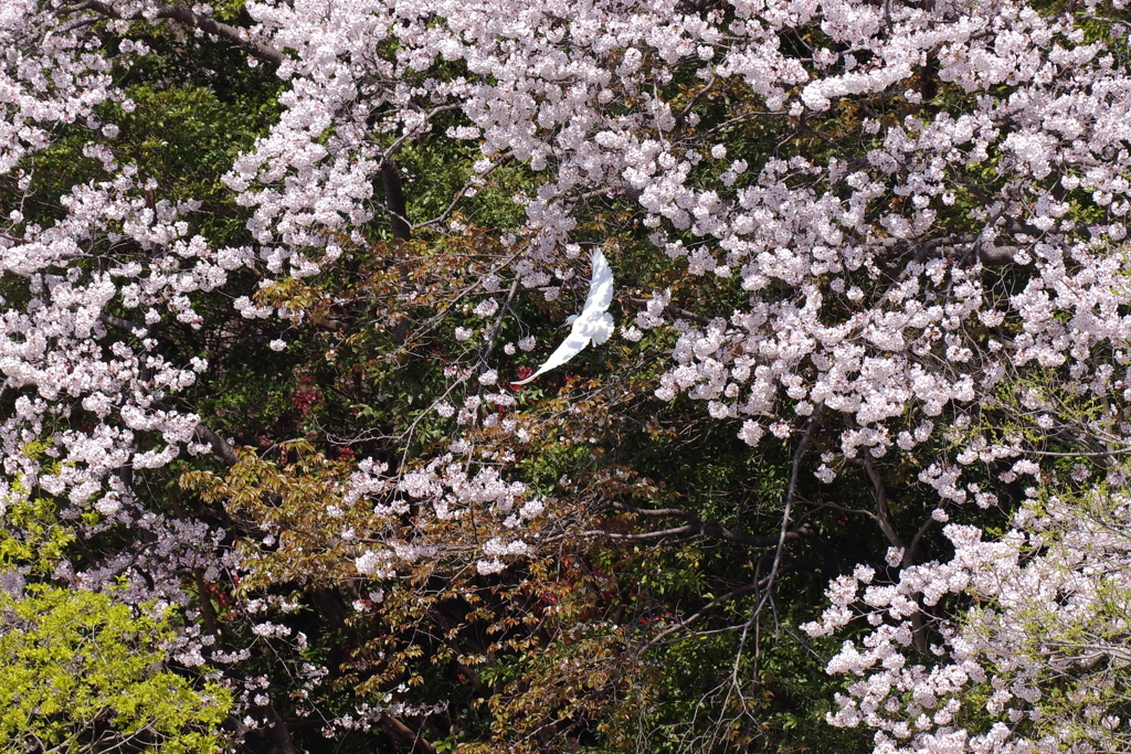 桜と白鷺