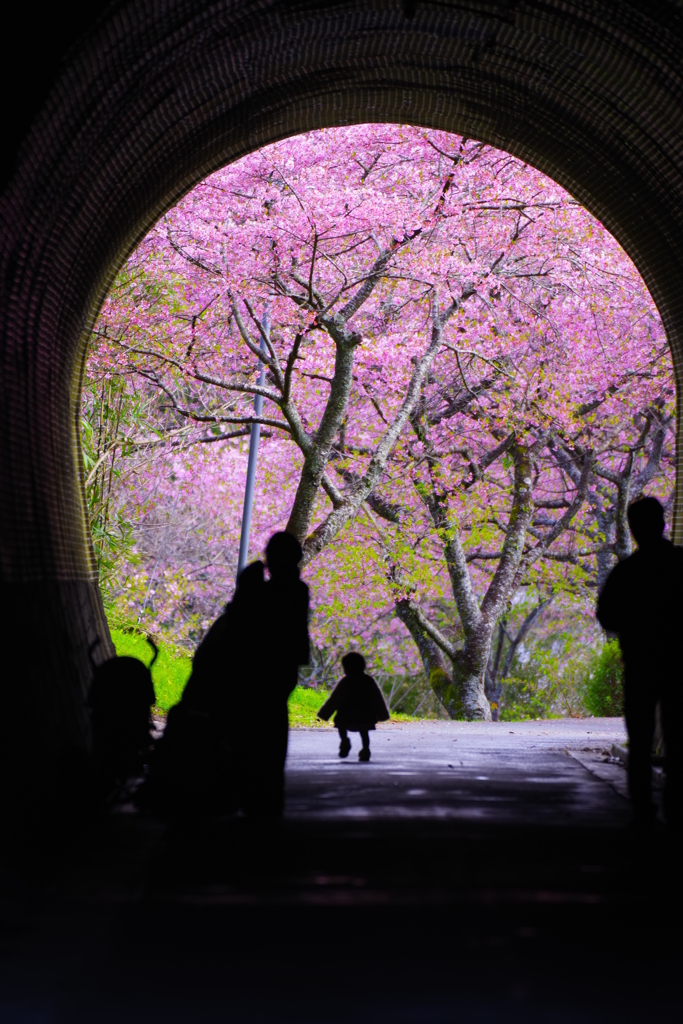 河津桜