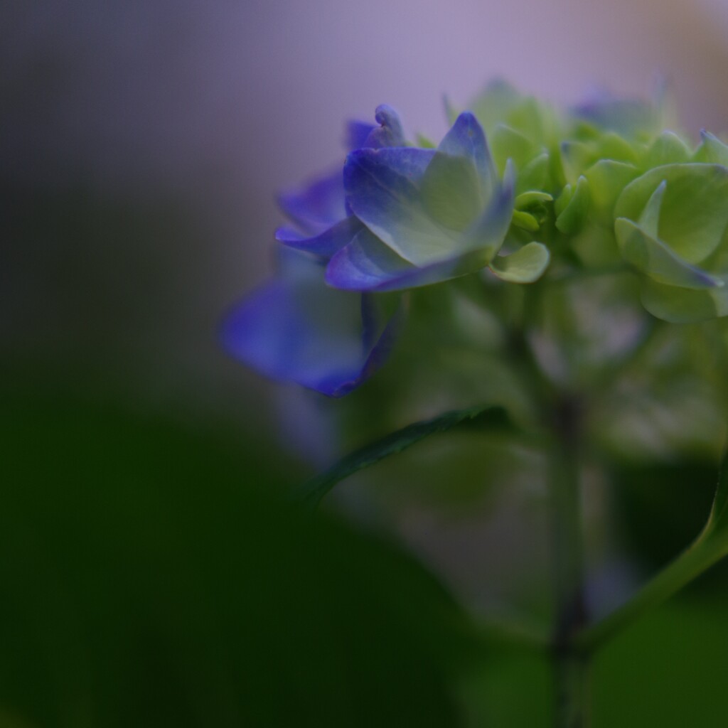 紫陽花