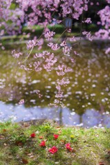 しだれ桜と椿