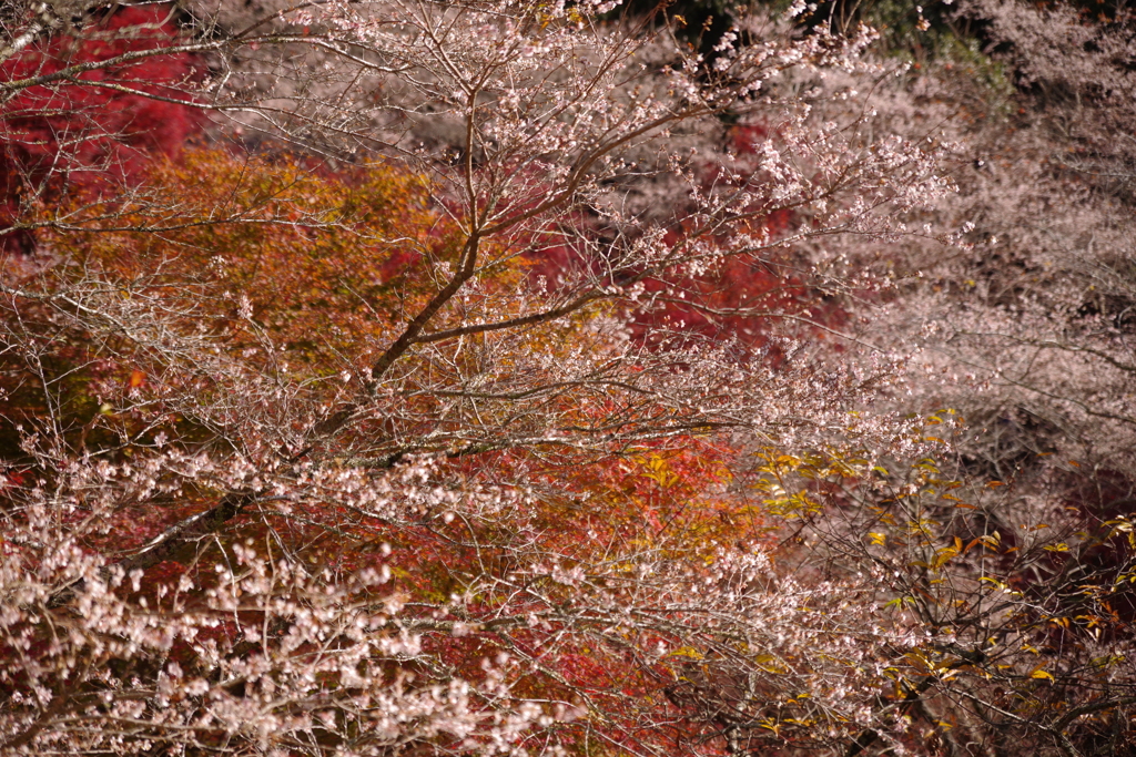四季桜①