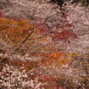 四季桜①