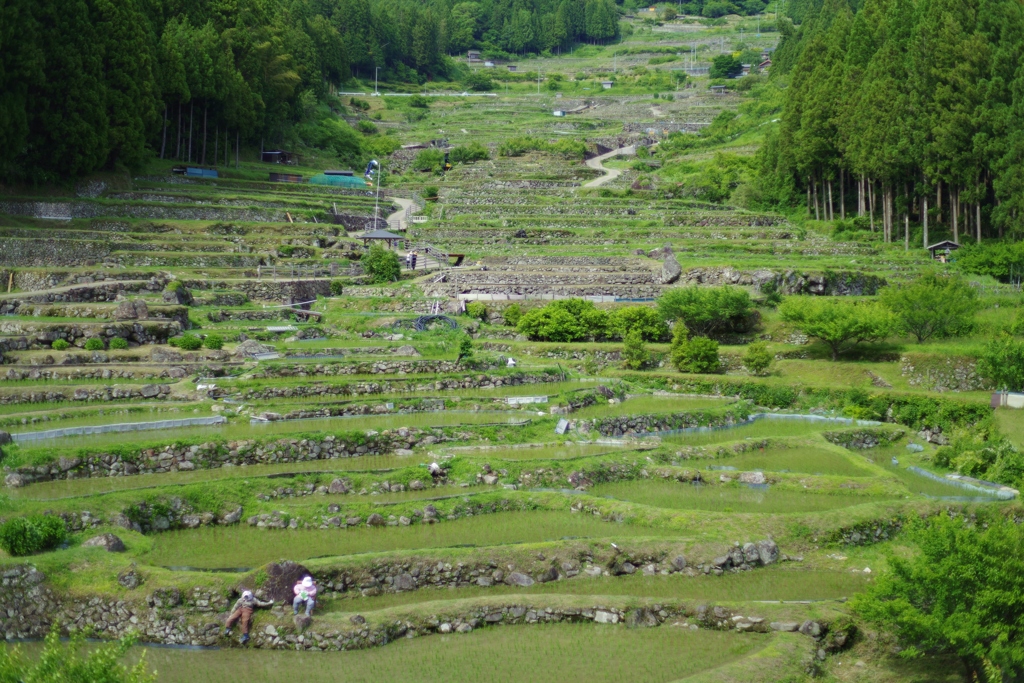 四谷の千枚田