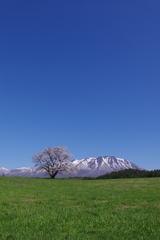 桜　小岩井