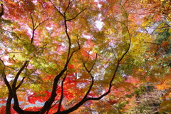 紅葉　光と影