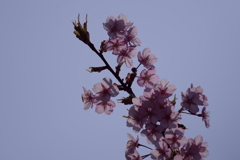 河津桜