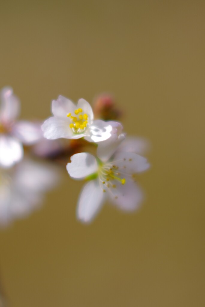 四季桜