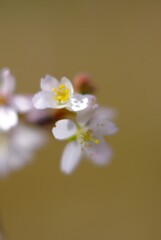 四季桜