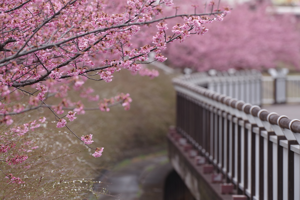 河津桜