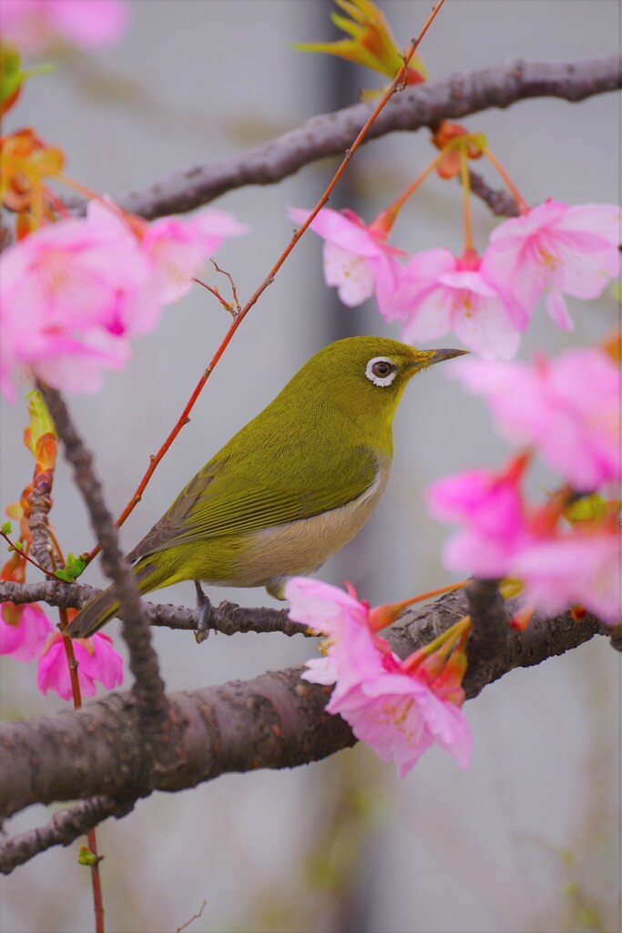 メジロと河津桜