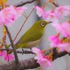 メジロと河津桜