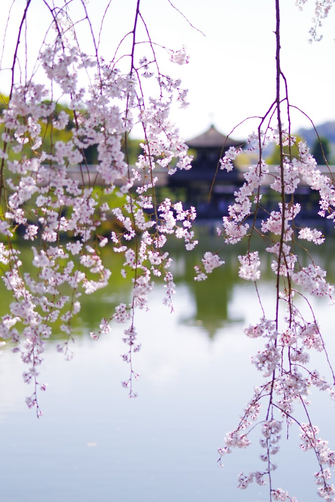 しだれ桜