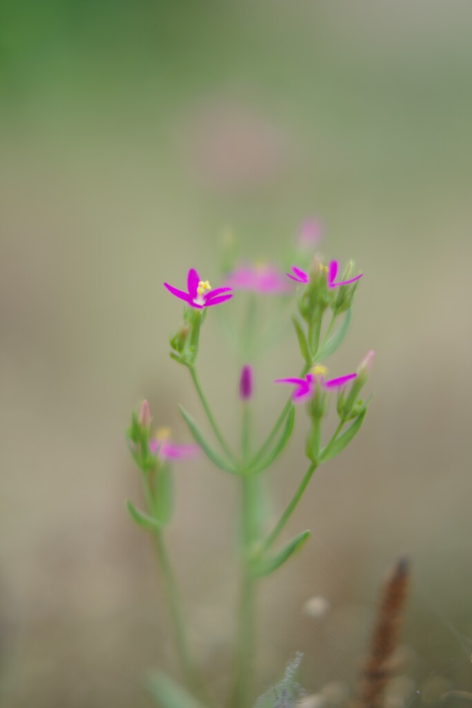 IMGP8909-2