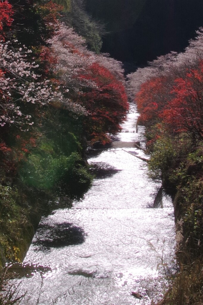 四季桜と紅葉