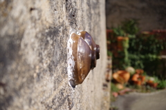 やきもの散歩道⑭　常滑