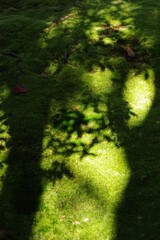 苔に木の影
