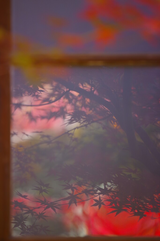紅葉