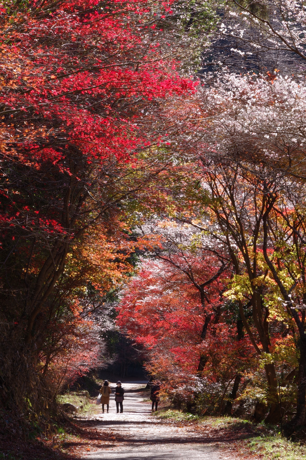 四季桜と紅葉