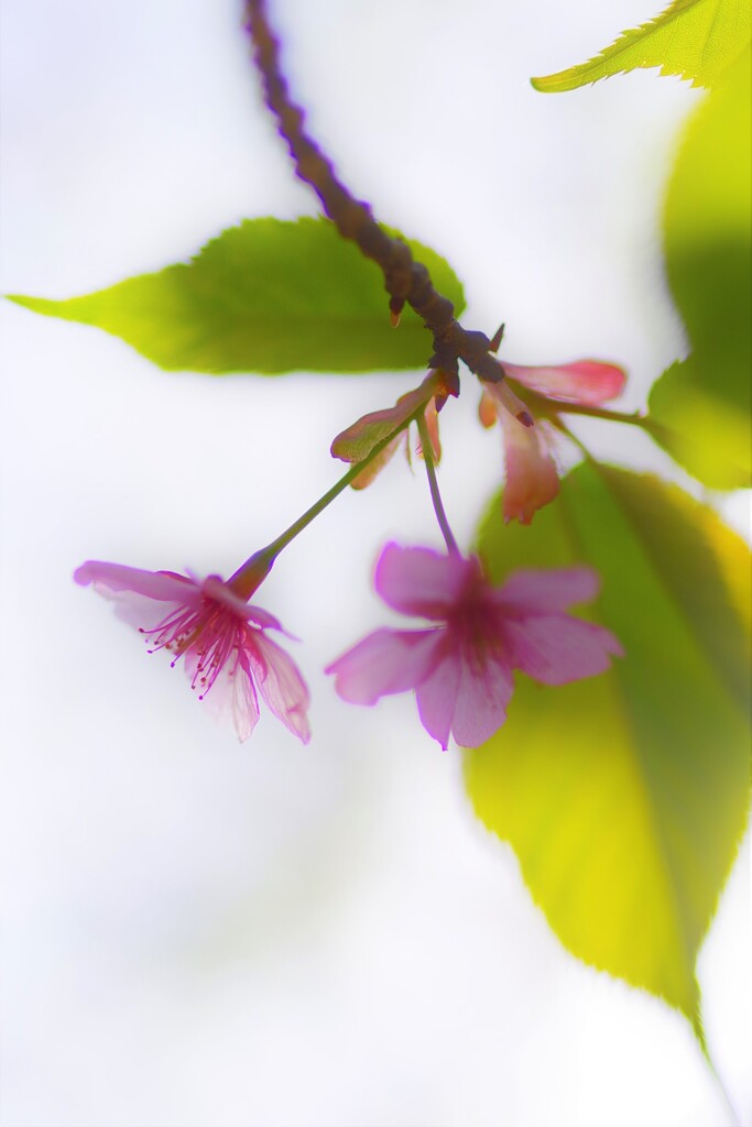 河津桜